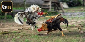 Luật Chơi Đá Gà Cựa Sắt Miền Tây Chi Tiết Tại OK88